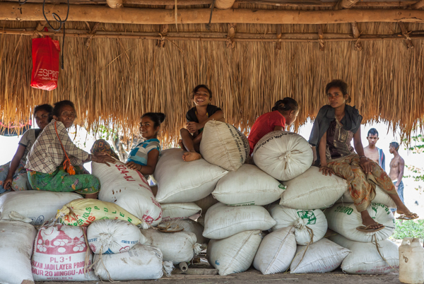 Local rice - restoring the local rice market in Timor-Leste