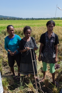 Women coop members weed the crop while it is growing and help hand cut the rice at harvest time