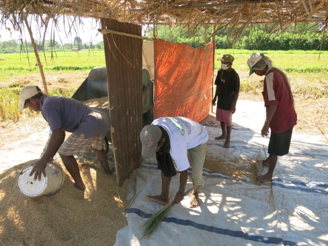 Mr Jose on the far right sweeping escaping rice back to the pile of newly threshed rice - every grain is precious!