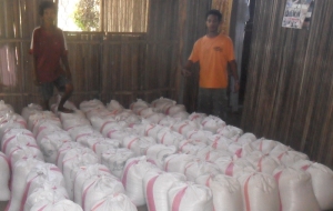 Care is taken to store rice. Building dry and vermin free storage is a big problem for farmers. 